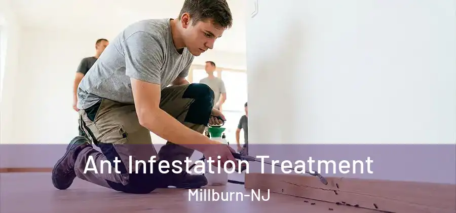 Ant Infestation Treatment Millburn-NJ