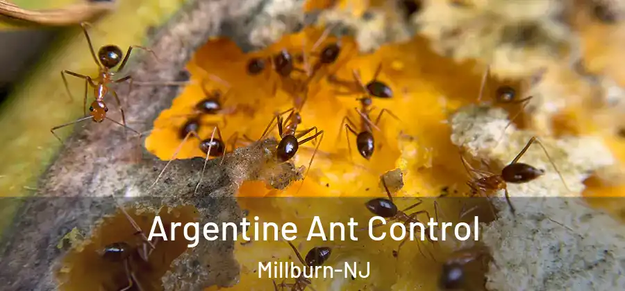 Argentine Ant Control Millburn-NJ