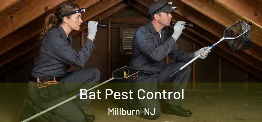 Bat Pest Control Millburn-NJ