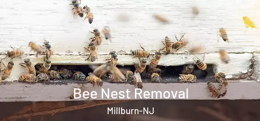 Bee Nest Removal Millburn-NJ