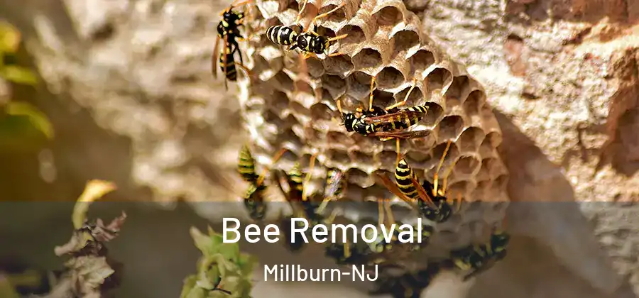 Bee Removal Millburn-NJ