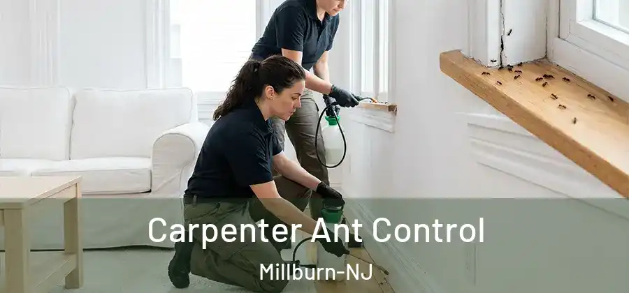Carpenter Ant Control Millburn-NJ