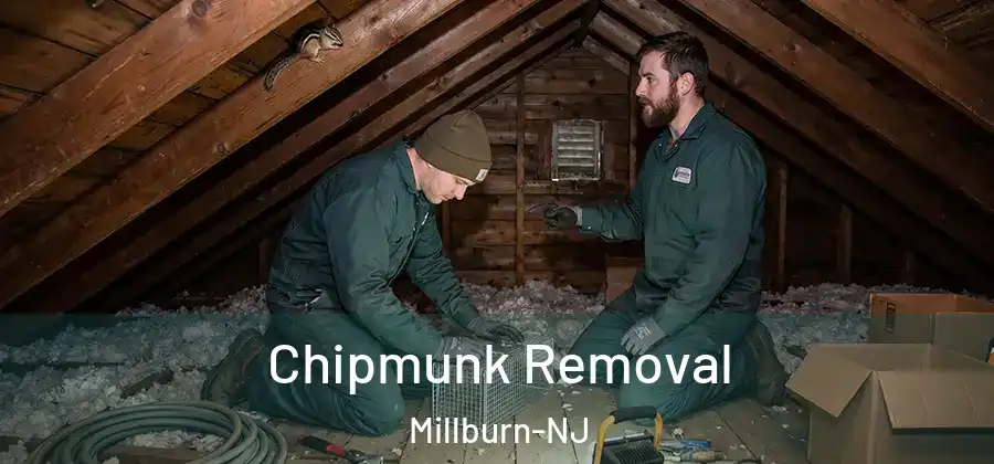 Chipmunk Removal Millburn-NJ