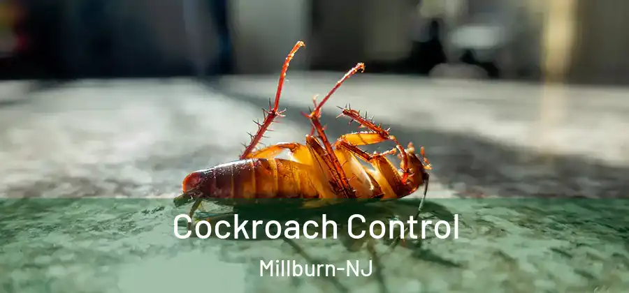  Cockroach Control Millburn-NJ