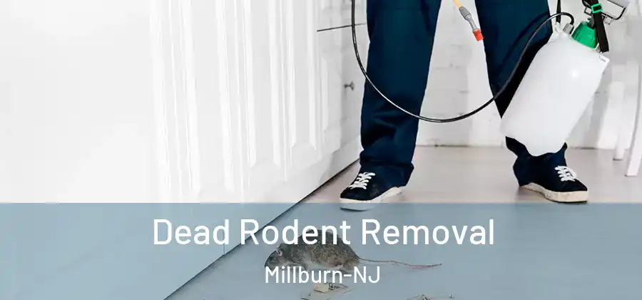 Dead Rodent Removal Millburn-NJ