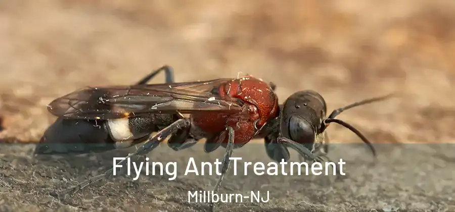 Flying Ant Treatment Millburn-NJ