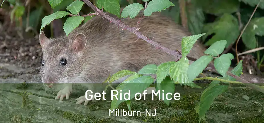 Get Rid of Mice Millburn-NJ