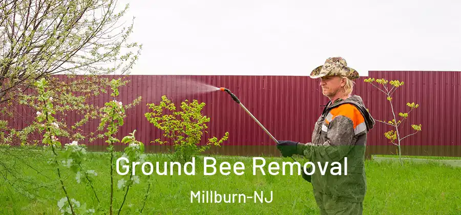 Ground Bee Removal Millburn-NJ