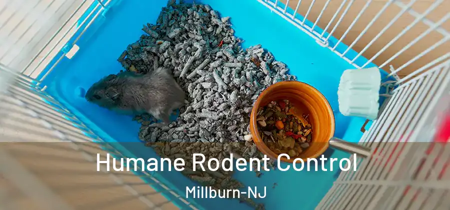  Humane Rodent Control Millburn-NJ