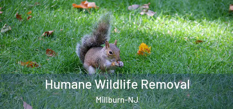  Humane Wildlife Removal Millburn-NJ