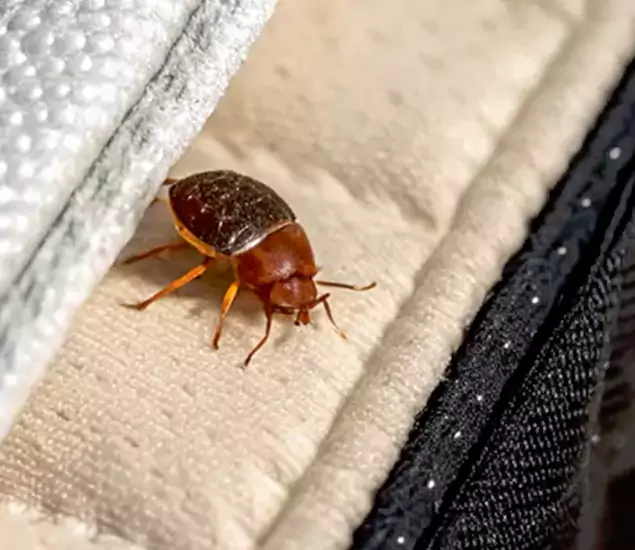 Trusted Bed Bug Prevention Specialists in Millburn, NJ
