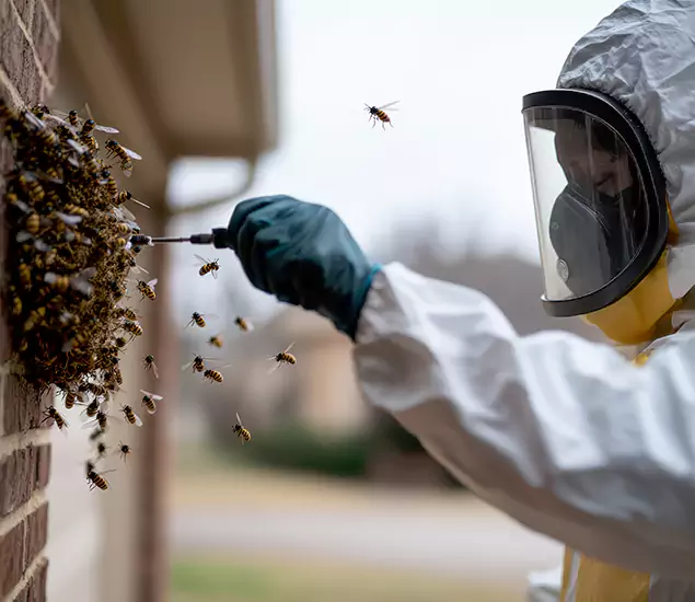 Your Bee Removal Company in Millburn, NJ