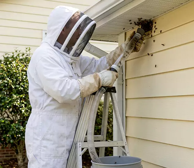 Your Affordable Bee Removal Company in Millburn, NJ