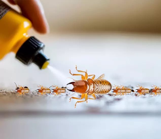 Reliable Bora Care Termite Experts in Millburn, NJ
