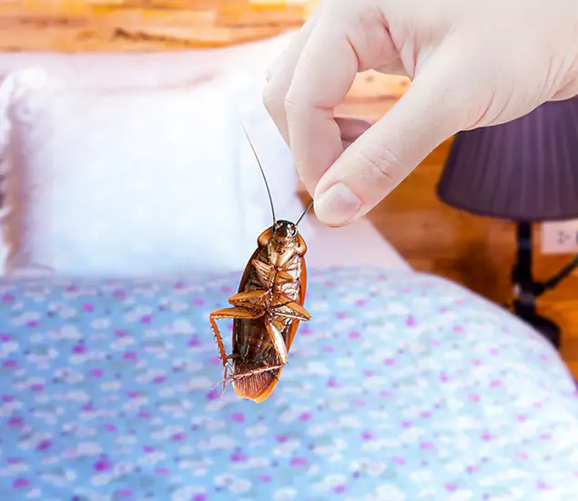 Expert Roach Control Services: Your Cockroach Pest Control in Millburn, NJ