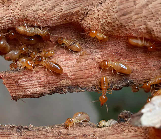 About Our Drywood Termite Treatment Experts in Millburn, NJ