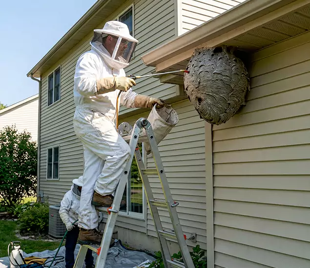 Expert Wasp Nest Removal: Your Local Wasp Nest Removal Company in Millburn, NJ