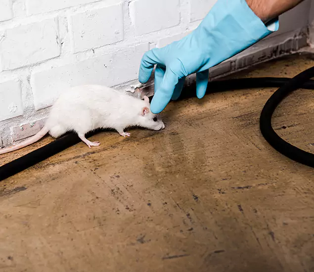 Trusted Mouse Exterminator: Your Rodent Control Company in Millburn, NJ