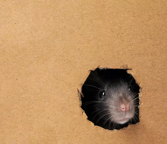 Rats in Attic Removal Experts in Millburn, NJ