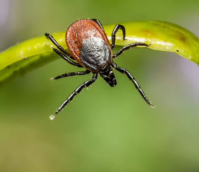 Your Trusted Tick Pest Control in Millburn, NJ