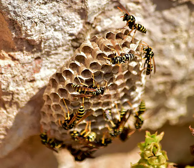 Your Best Wasp Removal Company in Millburn, NJ