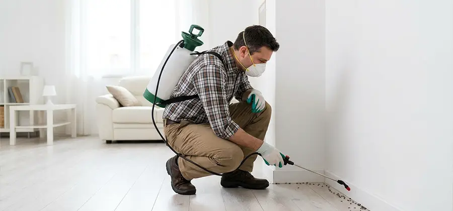 Seasonal Ant Infestation Control in Millburn