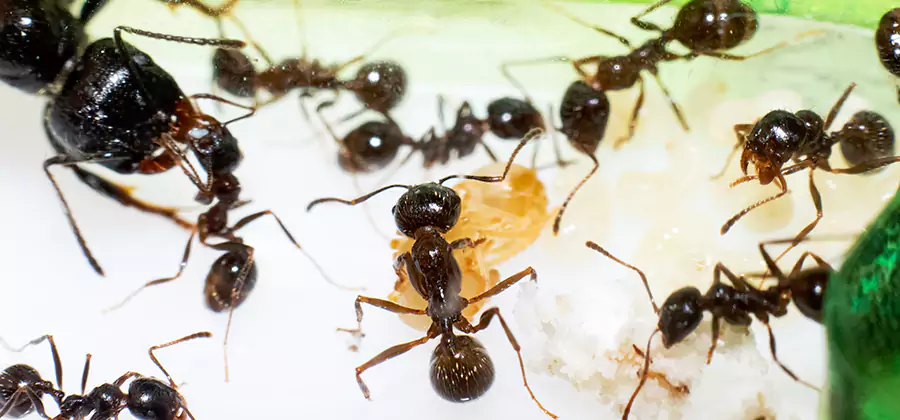 Argentine Ant Barrier Treatment in Millburn