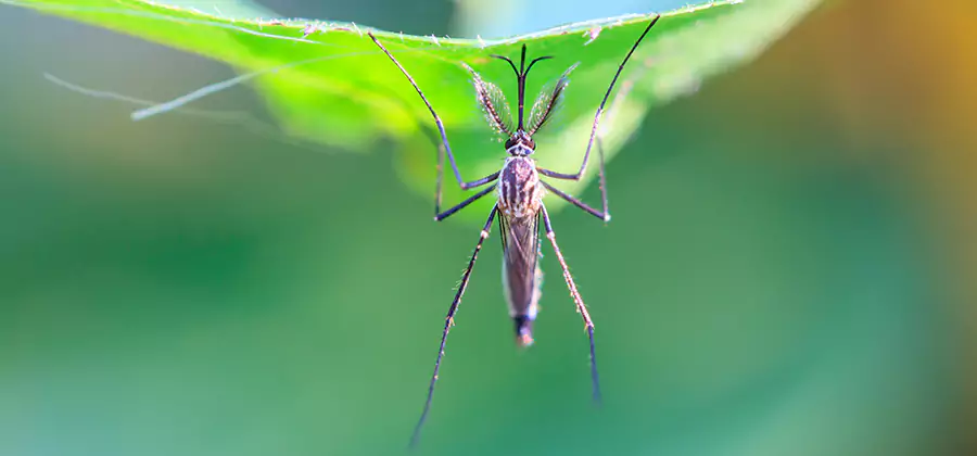Natural Mosquito Spray for Yard in Millburn