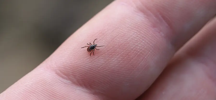 Infection Prevention for Bed Bug Bites in Millburn