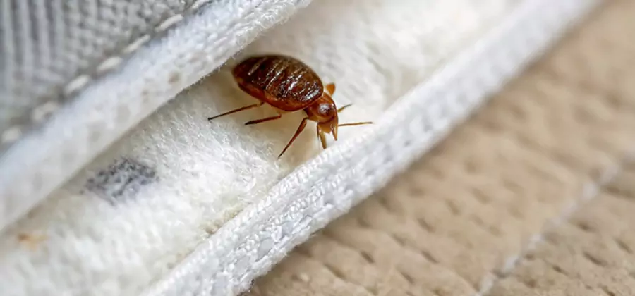 Tenting Bed Bug Fumigation in Millburn