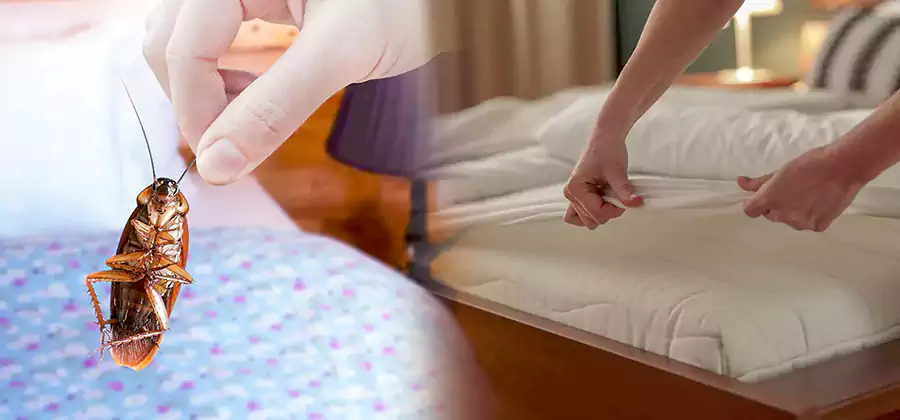 Bed Bug Home Extermination Service in Millburn