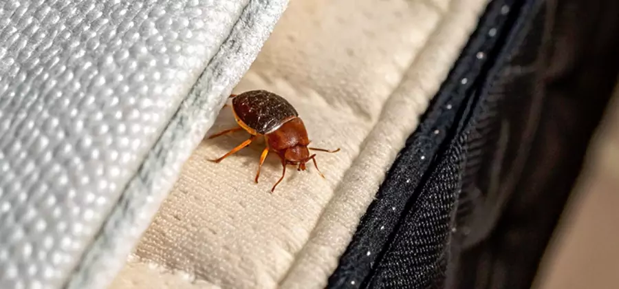 Commercial Bed Bug Control in Millburn