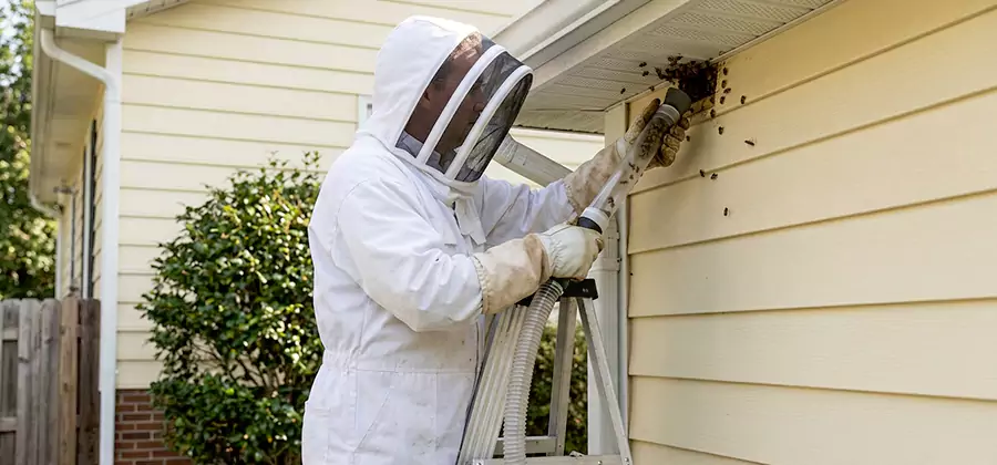 Ground Bee Removal in Millburn