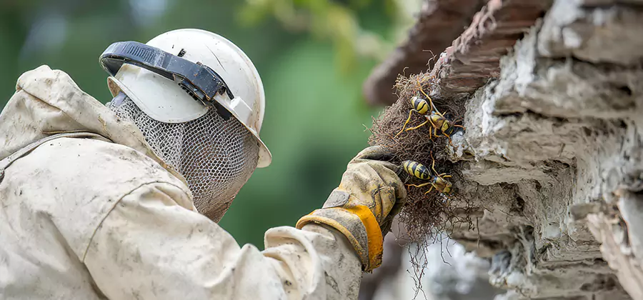 Bee and Wasp Hornet Removal in Millburn