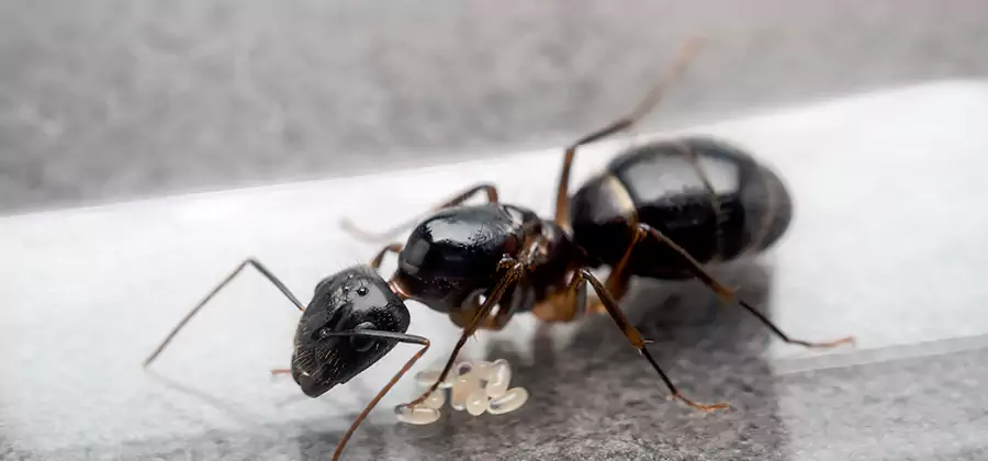 Black Ants in Kitchen Elimination in Millburn