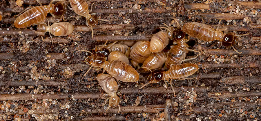 Bora Care Residential Termite Control in Millburn