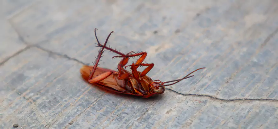 Cockroach Eradication for Commercial Properties in Millburn