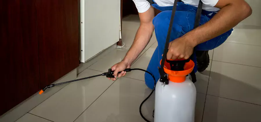 Palmetto Bug Exterminator in Millburn