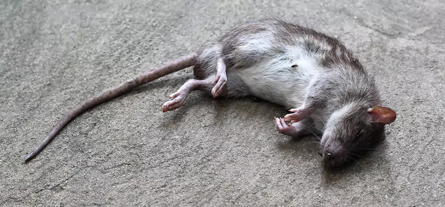 Dead Rat Disposal in Millburn