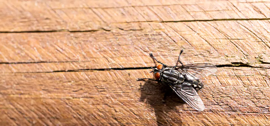 Flying Ant Barrier Treatment in Millburn