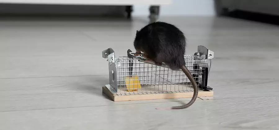 Mice in Attic Removal Millburn