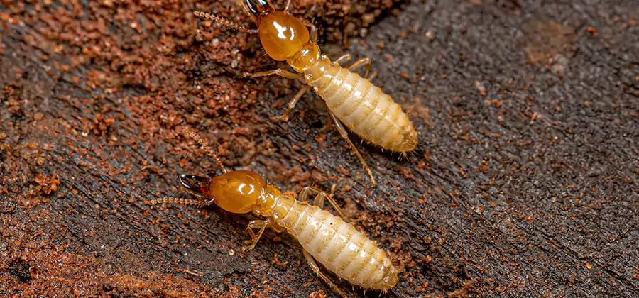 Structural Heat Termite Treatment in Millburn