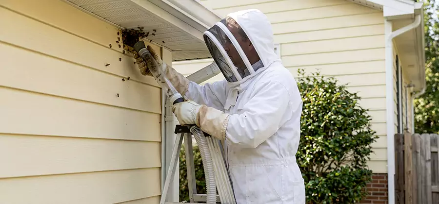 Wasp Nest in Wall Removal in Millburn
