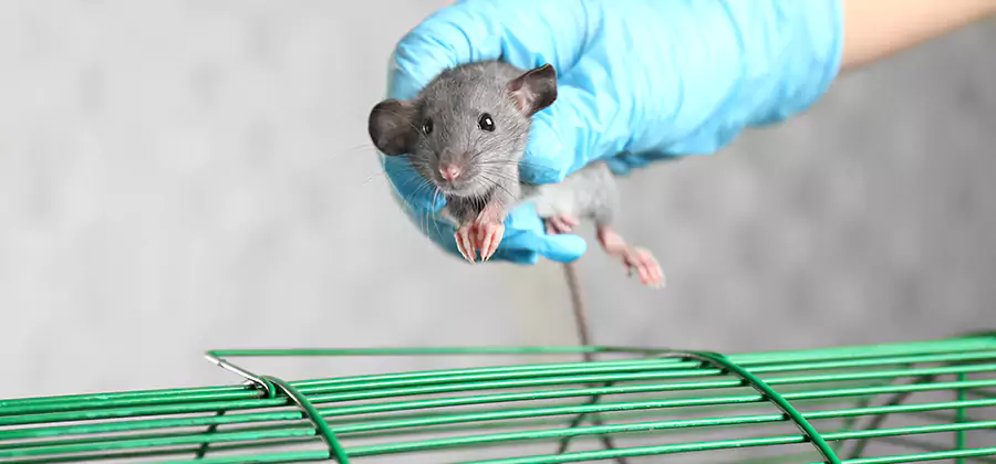 Humane Rat Trapping in Millburn