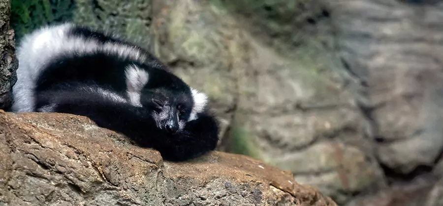 Humane Skunk Removal in Millburn