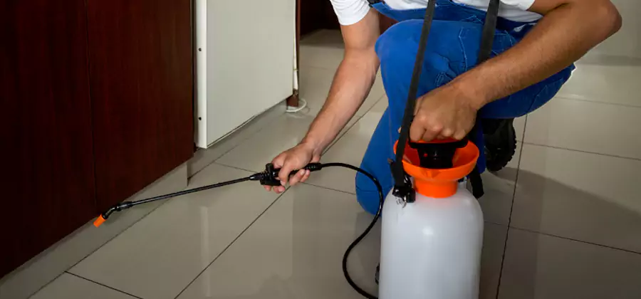 Indoor Insect Killer Solutions in Millburn