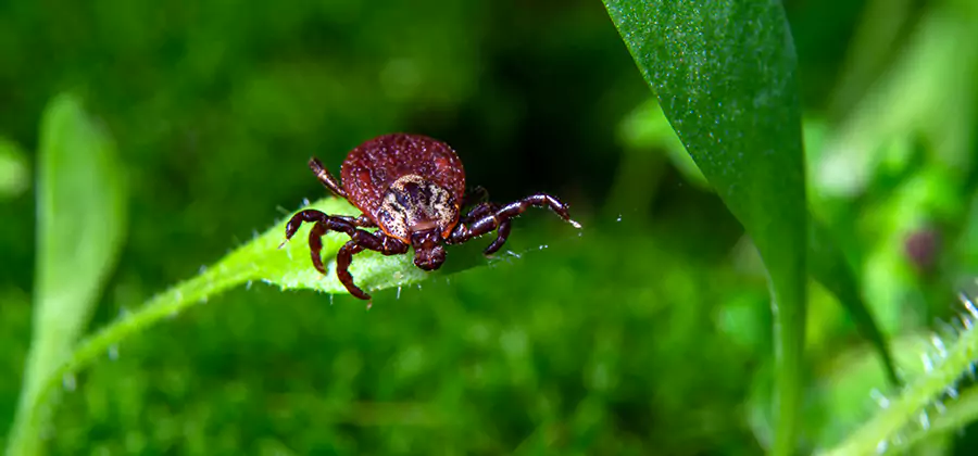 Tick Prevention for Yard in Millburn