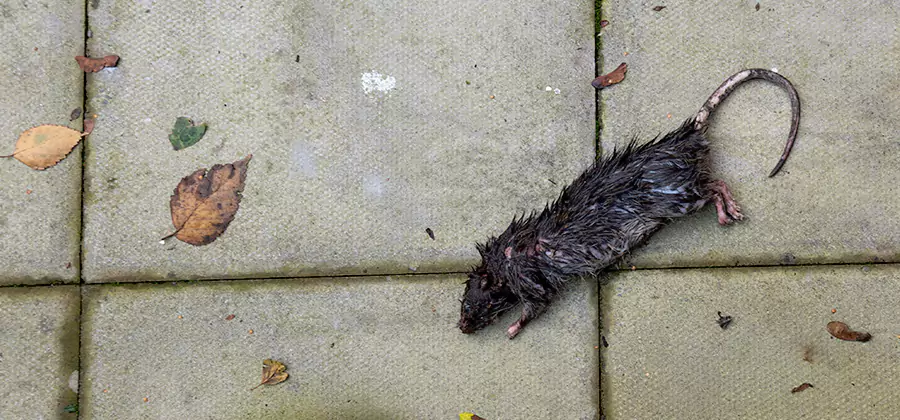 Mice in the Attic Removal in Millburn