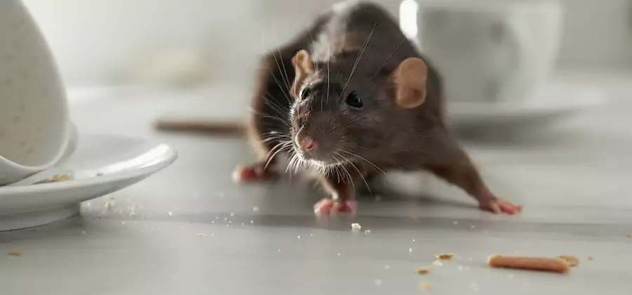 Rodent Feces Removal in Millburn