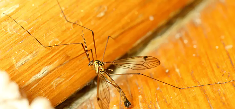 Exterior Mosquito Control in Millburn